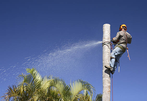 How Our Tree Care Process Works  in  Old Tappan, NJ