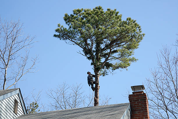 Trusted Old Tappan, NJ Tree Care Experts